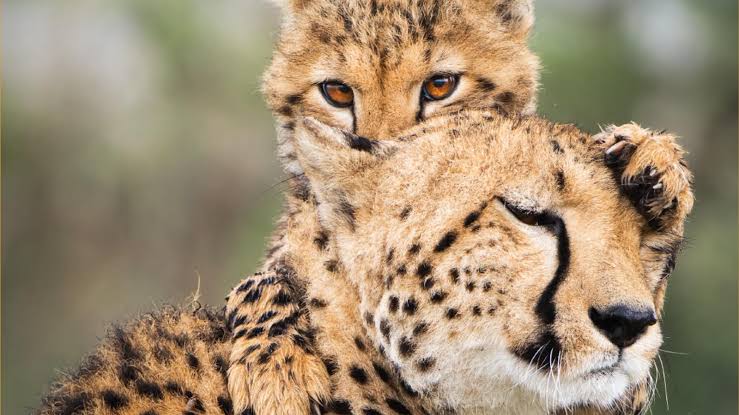 Flix4K Documentaries — nature, wildlife and science stories